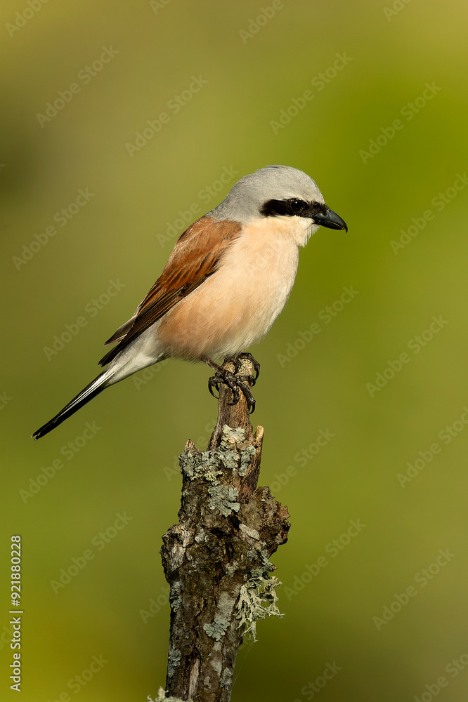 male Red-backed shrike on its nesting territory in a forest of oak and thorn bushes at the first light of a spring day