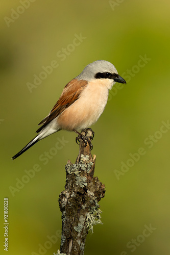 male Red-backed shrike on its nesting territory in a forest of oak and thorn bushes at the first light of a spring day