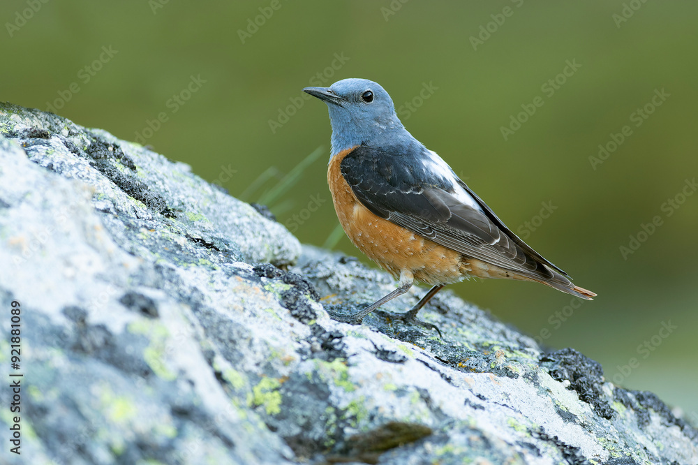Male Rufous-tailed rock thrush in its nesting territory before sunrise in a high mountain area with bushes with yellow flowers and rocks on a spring day Male Rufous-tailed rock thrush in its nesting territory before sunrise in a high mountain area with bushes with yellow flowers and rocks on a spring day