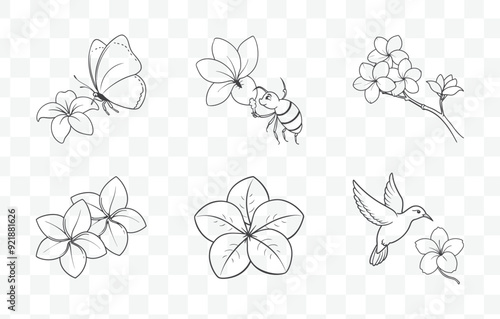 Print Plumeria Botanical Line Art Vector Set with Floral Illustrations and Tropical Flower Designs