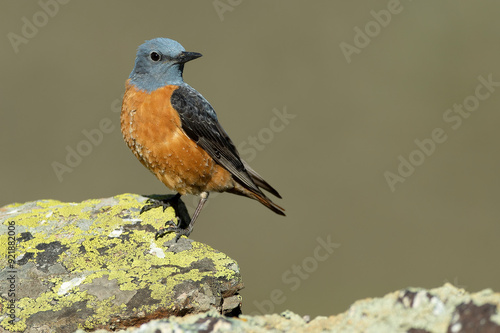 Male Rufous-tailed rock thrush in its nesting territory before sunrise in a high mountain area with bushes with yellow flowers and rocks on a spring day