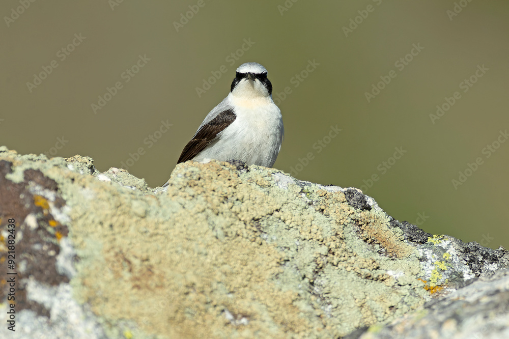 Naklejka premium Northern wheatear male in its nesting territory before sunrise in a high mountain area with rocks on a spring day