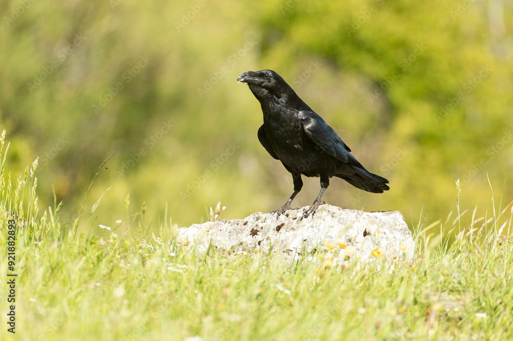 Common raven in a high mountain area with thickets with yellow flowers, meadows and rocks at the end of a spring day Common raven in a high mountain area with thickets with yellow flowers, meadows and rocks at the end of a spring day
