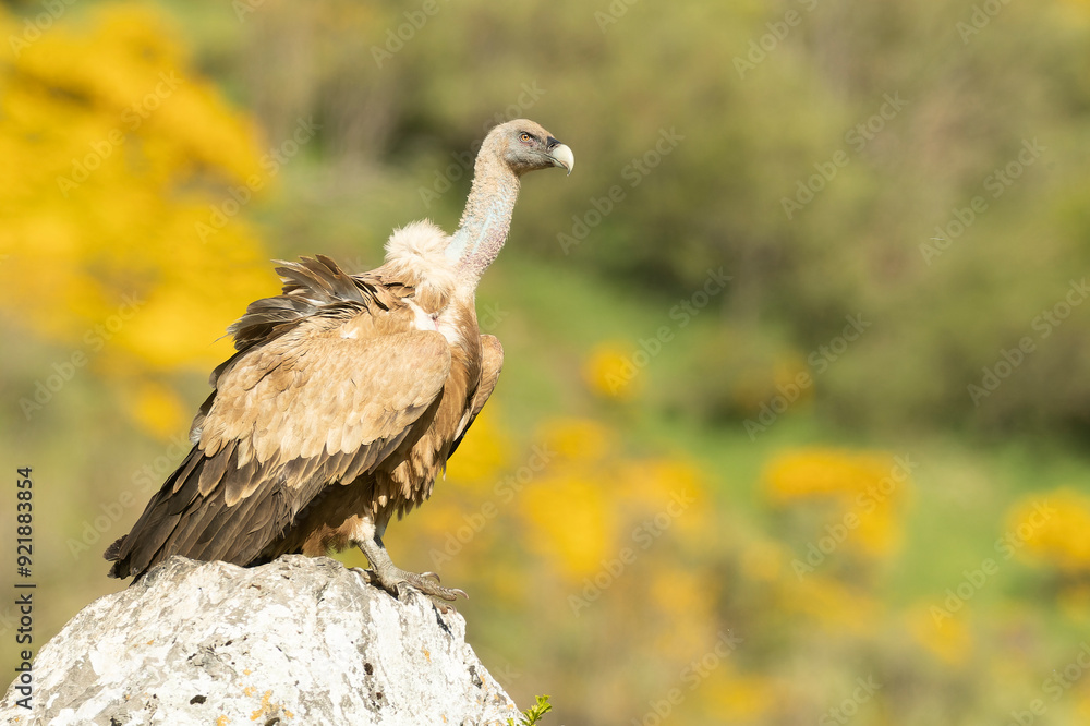 Fototapeta premium Griffon vulture with the first lights of a spring day in a mountainous area with rocks and bushes with yellow flowers