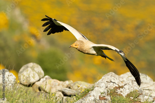 Egyptian vulture flying in an area of ​​high mountain meadows with thickets of yellow flowers with the last lights of a spring day photo