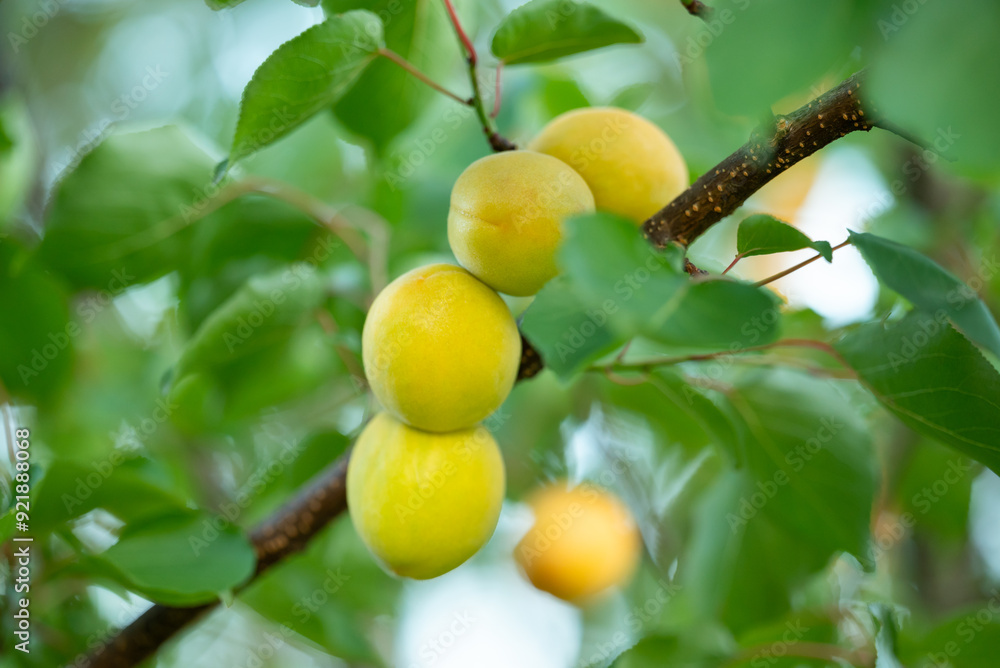 Unripe apricot fruits on branch with leaves, close up. Apricot tree with its fetuses in summer, time of harvesting, tasty gifts of nature full of vitamins Unripe apricot fruits on branch with leaves, close up. Apricot tree with its fetuses in summer, time of harvesting, tasty gifts of nature full of vitamins