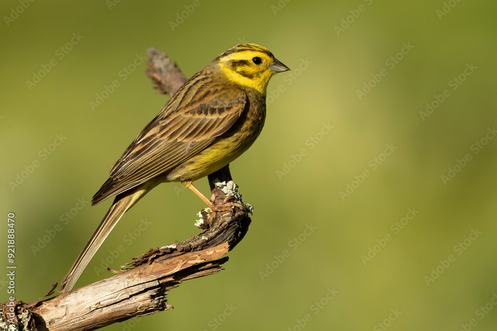Fototapeta premium Yellowhammer male in rutting plumage in a beech and oak forest in spring with the last light of the day