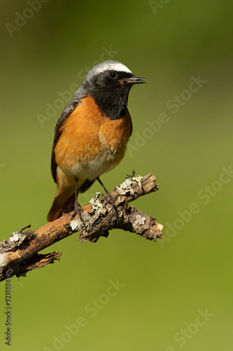 Male Common redstart at one of its favourite perches in the last light of the evening in an oak forest