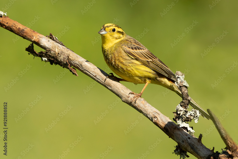 Yellowhammer male in rutting plumage in a beech and oak forest in spring with the last light of the day Yellowhammer male in rutting plumage in a beech and oak forest in spring with the last light of the day