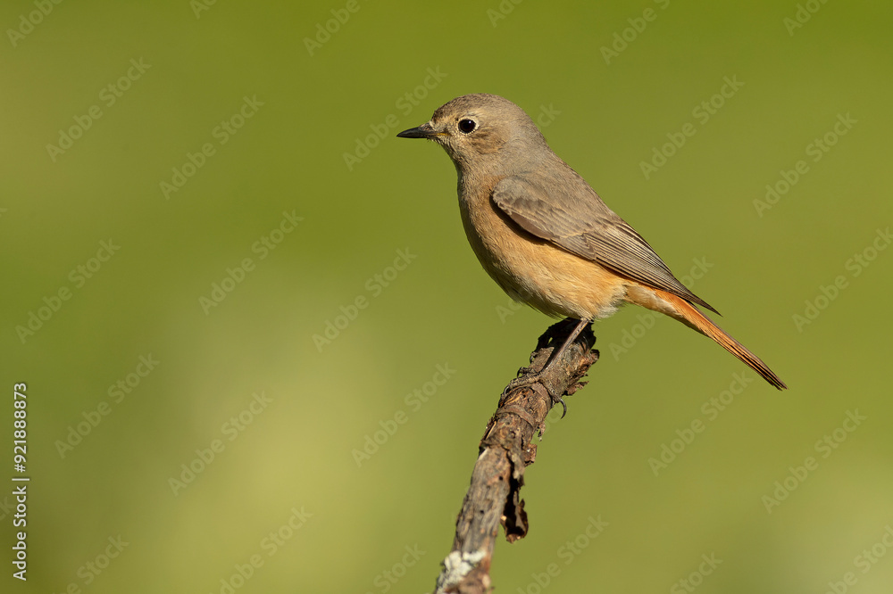 Obraz premium Common redstart female in an Atlantic oak and beech forest with the last light of a spring day