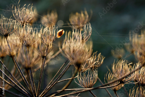 Wiesen-Bärenklau,   Wiesenbärenklau,  Heracleum sphondylium photo