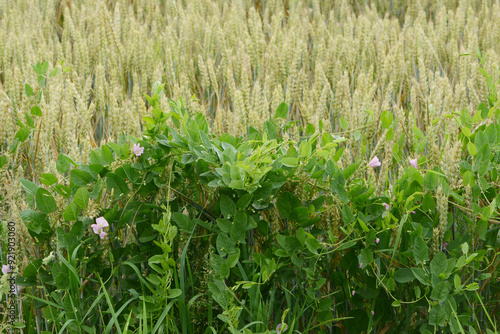 Acker-Winde, Convolvulus arvensis L.