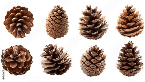 Set of pine cones isolated on white transparent background