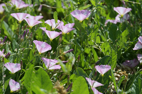 Acker-Winde, Convolvulus arvensis L.