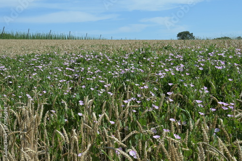 Acker-Winde,  Convolvulus arvensis L. photo