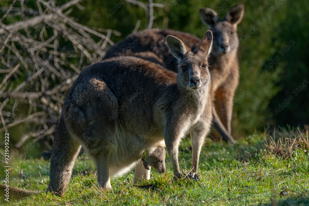2 Eastern Grey Kangaroos with a joey in Australia 2 Eastern Grey Kangaroos with a joey in Australia