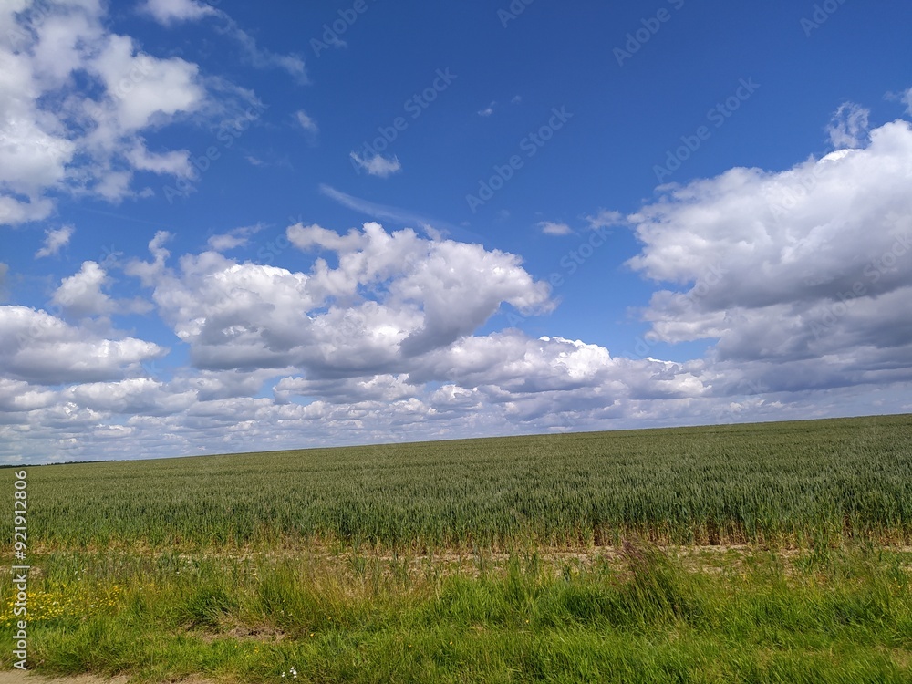 Obraz premium Spring field