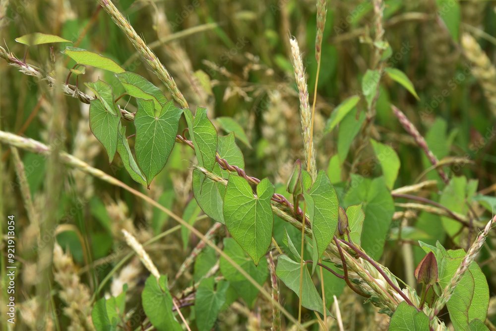Zaunwinde, Calystegia sepium L. R.Br.