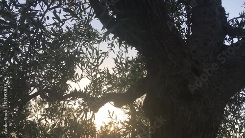 Olive Tree at Sunset with Cicadas Verse in the Background. Corato, Bari Province, Puglia, South Italy