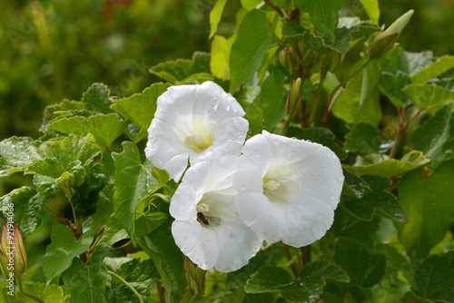 Zaunwinde, Calystegia sepium L. R.Br. photo