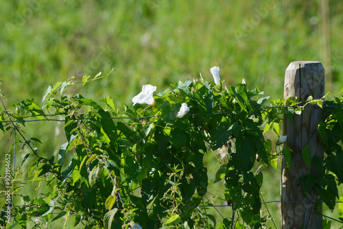 Zaunwinde, Calystegia sepium L. R.Br. photo