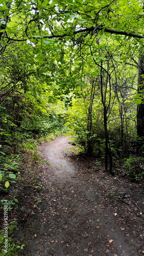 Trail in the Middle of the Forrest