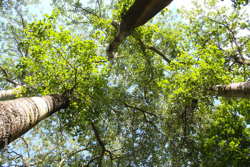 Obraz na plátně poplar trees and the sky, leaves in the forest