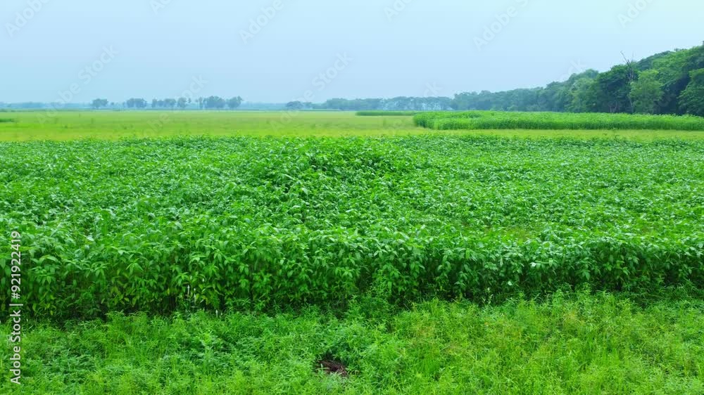 Drone view shot of west Bengal remote side agricultural paddy and jute village field. Drone view shot of west Bengal remote side agricultural paddy and jute village field.