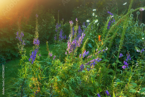 Violet, plant or flower growing in field or outdoor environment with digestive medicine, lawn or herbs. Garden, sunrise and purple veronica spicata blooming in nature, park or meadow in spring season photo