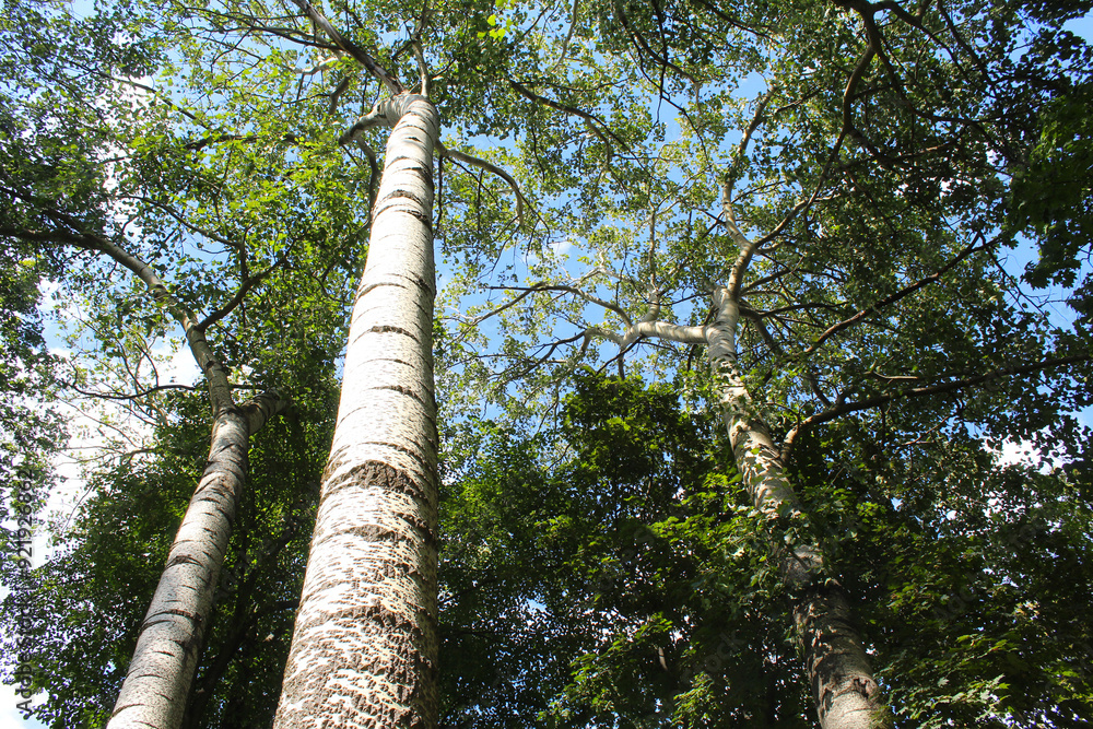 Fototapeta premium poplar trees with green leaves in summer in the park, trees in summer forest