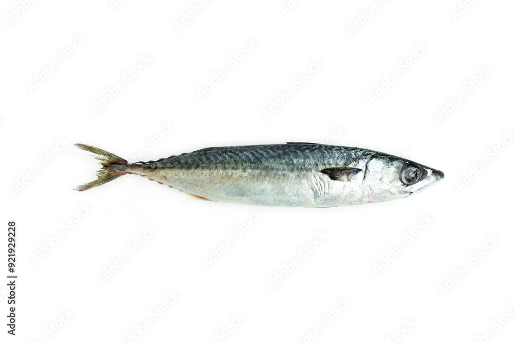 Mackerel fish isolated on white background, Seafood, Saba fish Mackerel fish isolated on white background, Seafood, Saba fish