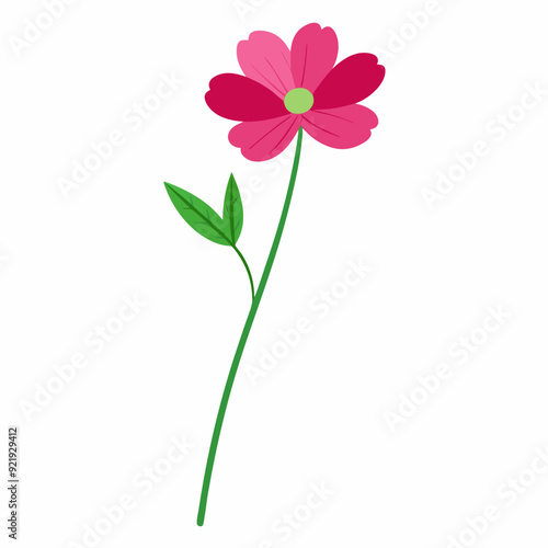  Cosmos flower stick with green leaves vector art