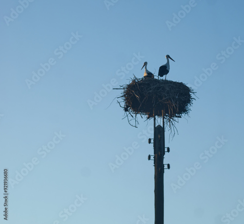 Störche im Nest, no people, free space