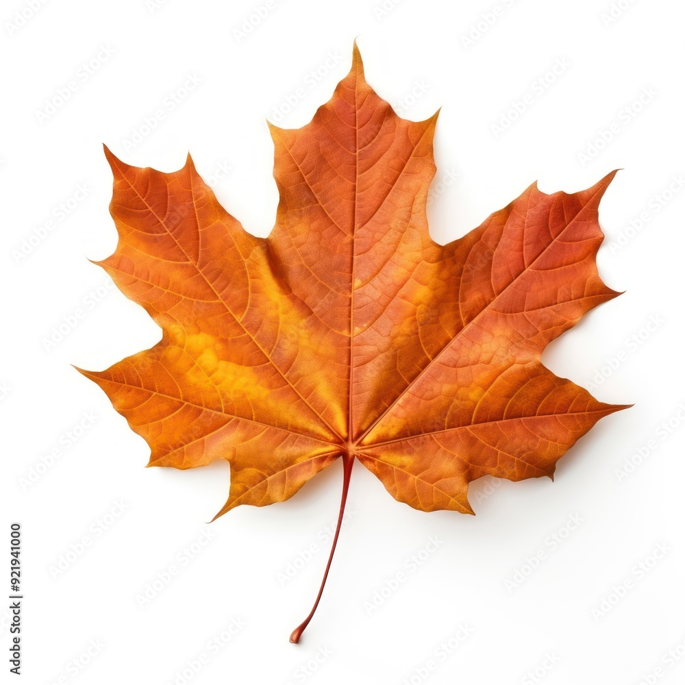 Vibrant autumn maple leaf Vibrant autumn maple leaf