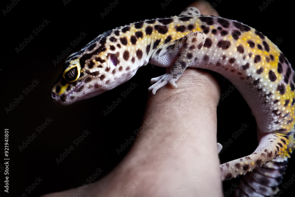 Obraz premium Hands holding a leopard gecko