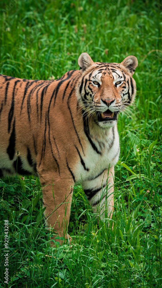 Obraz premium Majestic tiger standing tall, surveying its surroundings with intense focus. The powerful predator is captured in a natural setting, showcasing its strength and grace. Perfect for wildlife and nature-