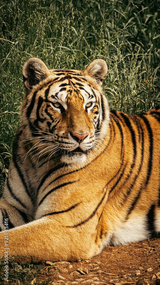 Obraz premium Majestic tiger lying down, attentively observing its surroundings in the wild. The image captures the tiger's powerful gaze and serene posture, showcasing the beauty and strength of this endangered 