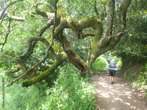 Schilderij op canvas Tree, formed like a heart on camino portugues, no people, green
