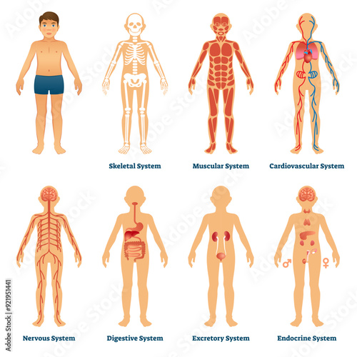 Human organ systems illustration, transparent background. Anatomical labeled collection. Internal physiological structure with muscular, skeletal, cardiovascular, nervous, digestive.