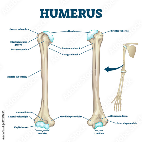 Humerus bone labeled illustration diagram, transparent background. Long bone type in the upper arm. Skeleton anatomy scheme with greater tubercle, deltoid tuberosity, medial epicondyle.