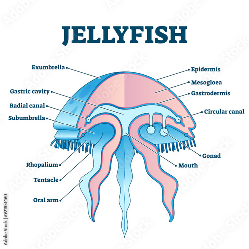Jellyfish educational diagram illustration, marine underwater life exploration, transparent background. Ocean wildlife organism labeled cross section with exumbrella, cavities, canals, arms.