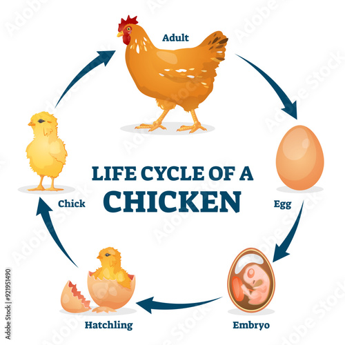 Life cycle of chicken illustration, transparent background. Labeled educational hen process from egg, embryo to hatchling and chick. Animal growth stages explanation from biological aspect.