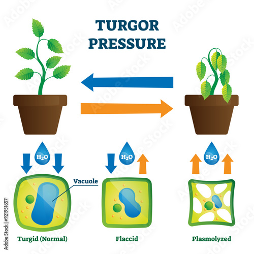 Turgor pressure illustration, transparent background.Labeled hydrostatic force educational explanation scheme.Plasma membrane pushing against cell wall process in plants.