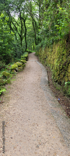 Path of the Camino Portugues, idyllc landscape