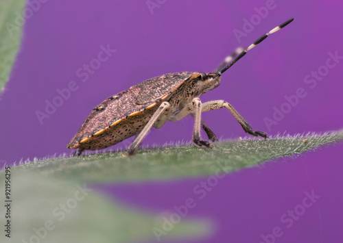 Nymph of mottled shieldbug (Rhaphigaster nebulosa)