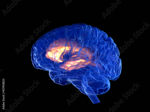 Human brain photo