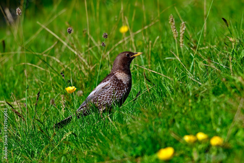 Ringdrossel // Ring ouzel (Turdus torquatus)  photo