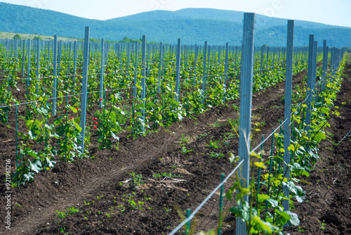 young vineyard