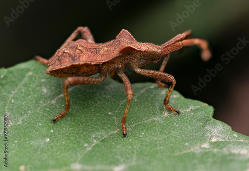The nymph of the bedbug ( Coreus marginatus )