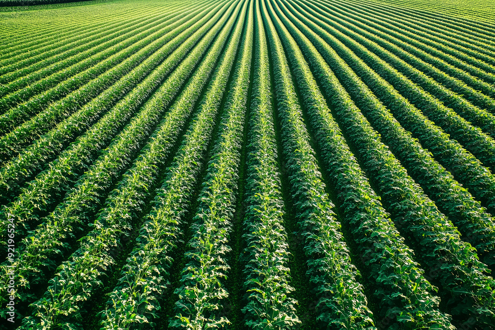 Aerial view of extensive rows of lush green crops stretching across a vast field, showcasing efficient farming and agricultural productivity.
